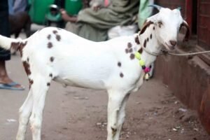 हजरत इब्राहीम अलै० व हज़रत इस्माईल अलै० की याद में होती है कुर्बानी 1 IMG 20220708 WA0065