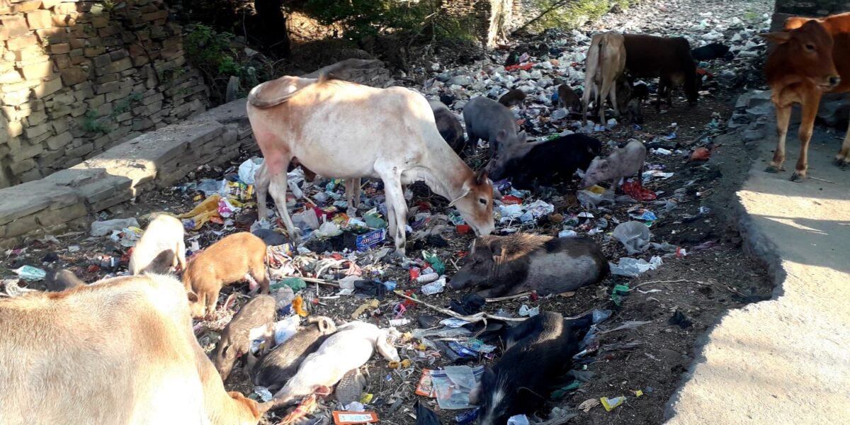 दीपावली मे पंचायत पर हुई लाखों की साज ,सज्जा लाईटिंग रोशनी 1 10 6