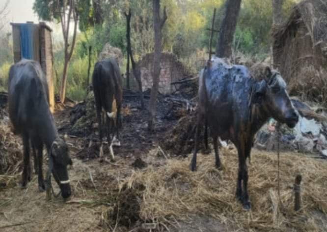 गौशाला में लगी आग, तीन पशुझुलसे 2 WhatsApp Image 2023 04 11 at 11.43.46 PM