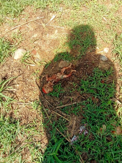 मालीखेडा में आंगनबाड़ी केंद्र के पिछे भ्रुण मिला, अज्ञात महिला के खिलाफ मामला किया दर्ज 2 b6844fa7 b123 421f 954b dcad9fd0e00a
